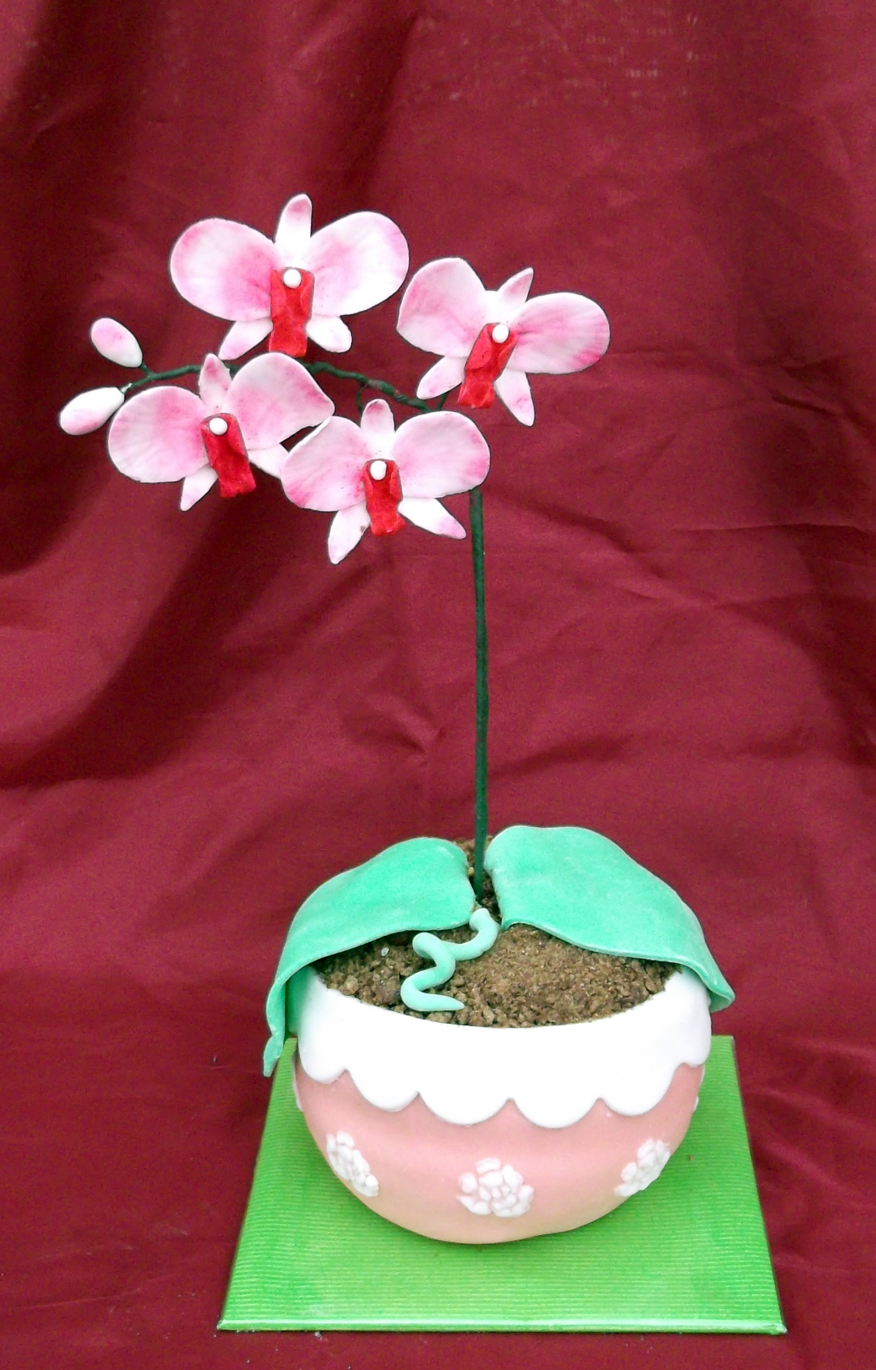 orchidej